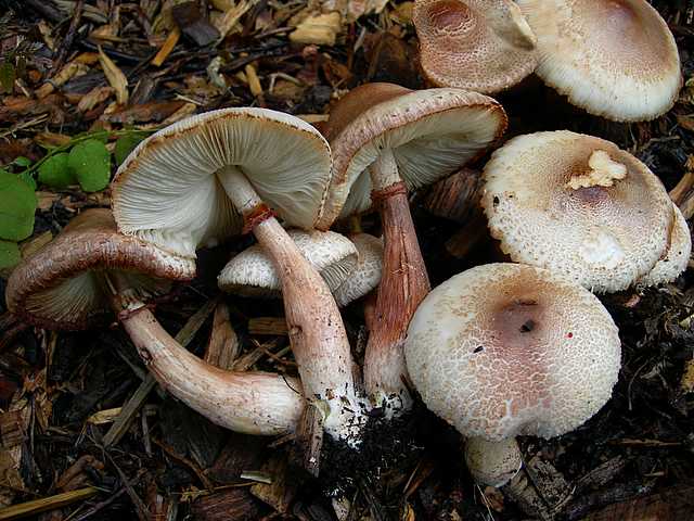 2005 :  Un anno di funghi